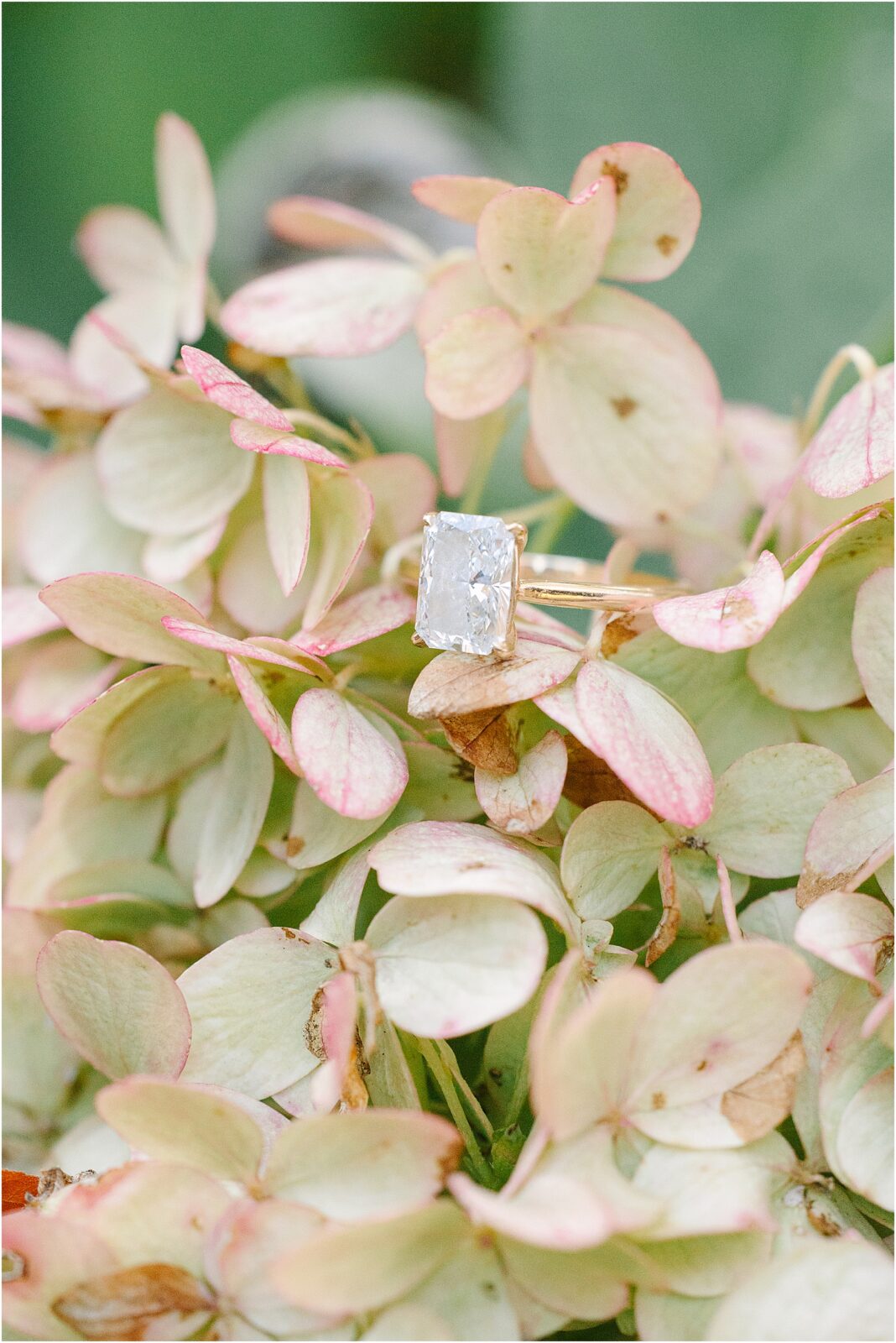 close up shot of engagement ring on green and pink hydrangeas.